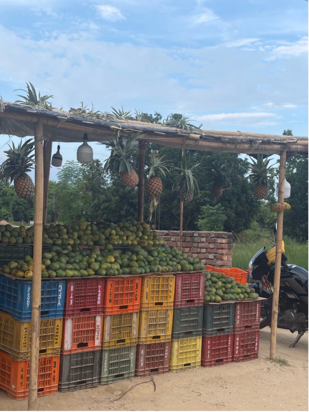 Roadside fruit stall with pineapples hanging above crates of mangoes